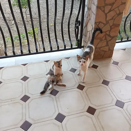 Marissimo 雷阿尔蒙特